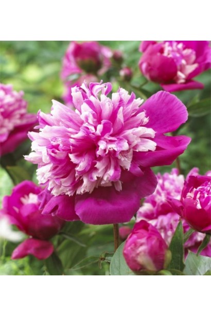 Півонія Селебріті: розкішні білі квіти з ніжними рожевими відтінками.